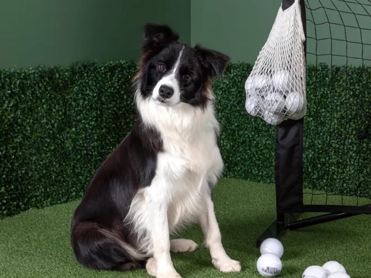 WOOKAJUE Border Collies