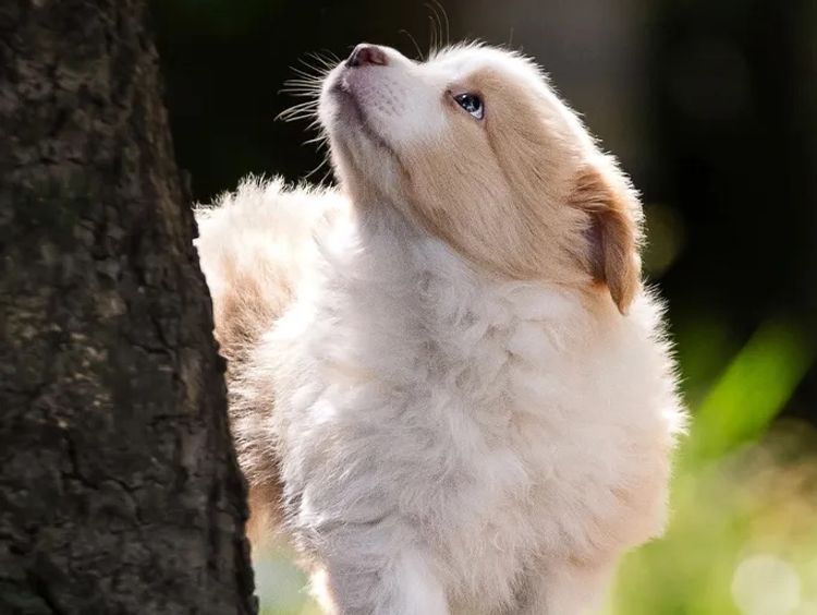WOOKAJUE Border Collies