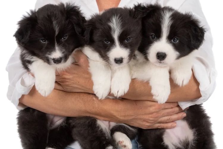 WOOKAJUE Border Collies
