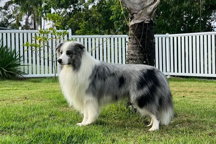WOOKAJUE Border Collies