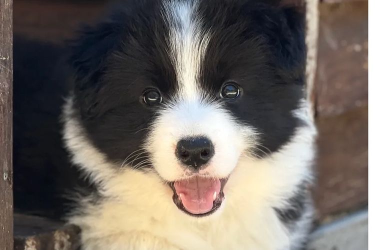 WOOKAJUE Border Collies