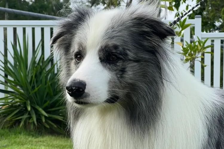 WOOKAJUE Border Collies