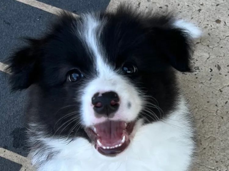 WOOKAJUE Border Collies