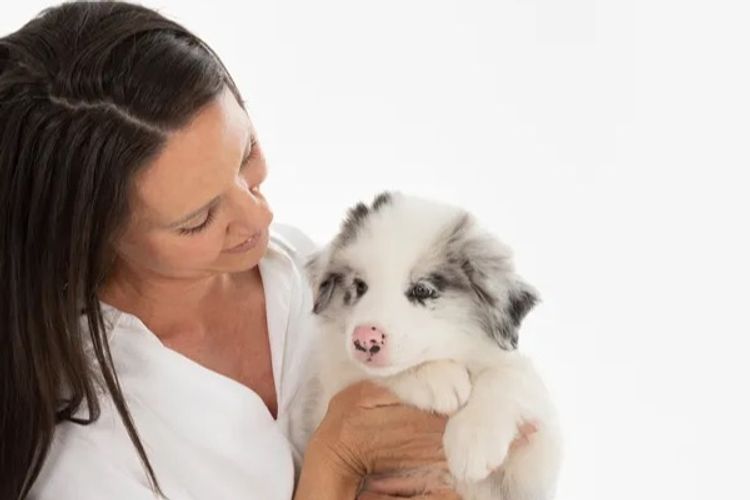 WOOKAJUE Border Collies