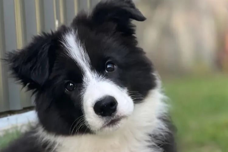 WOOKAJUE Border Collies