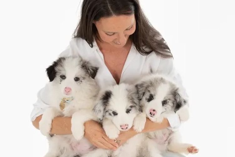 WOOKAJUE Border Collies