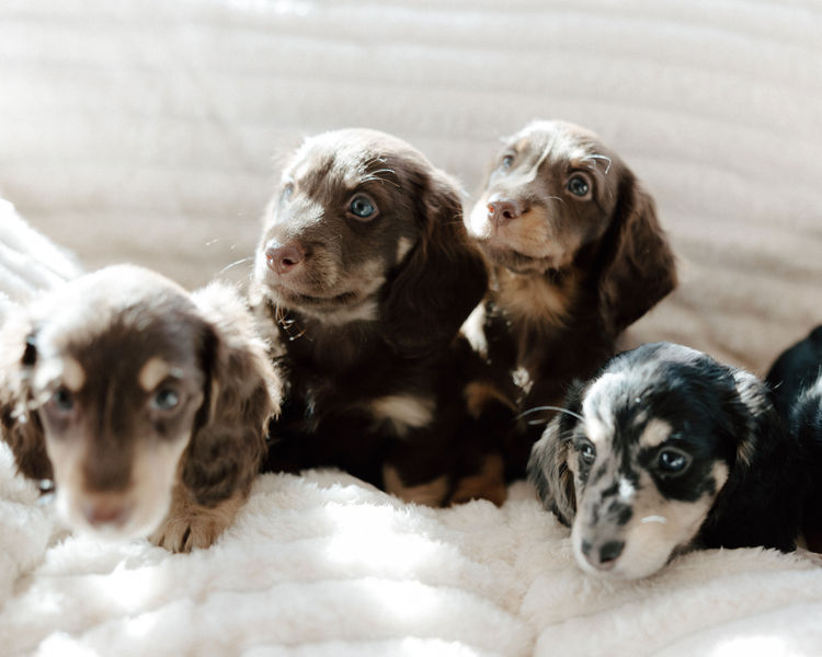 Sugar Paws Dachshunds