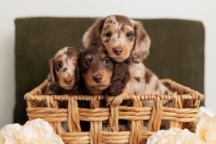 Sugar Paws Dachshunds