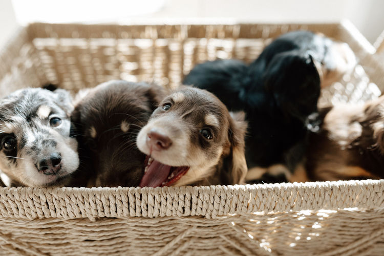 Sugar Paws Dachshunds
