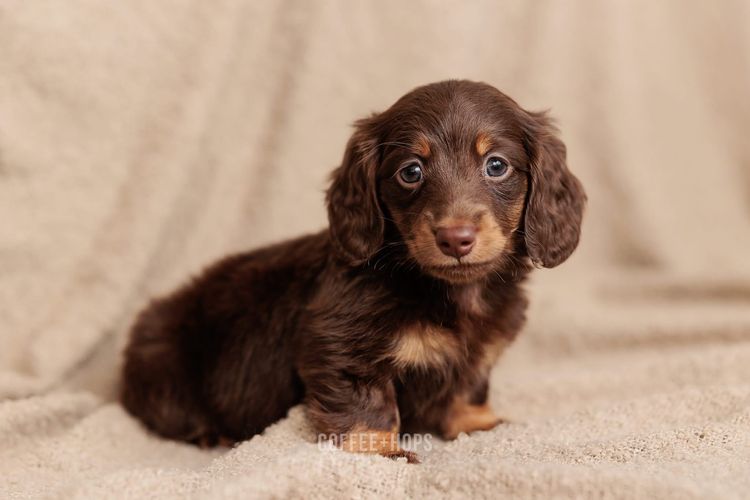 Sugar Paws Dachshunds