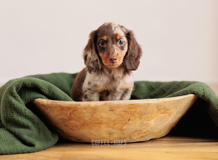 Sugar Paws Dachshunds
