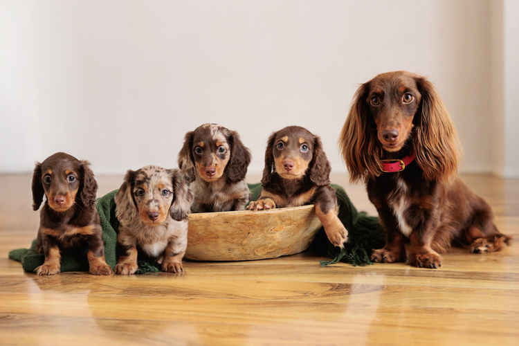Sugar Paws Dachshunds