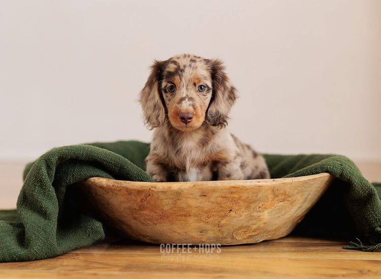 Sugar Paws Dachshunds