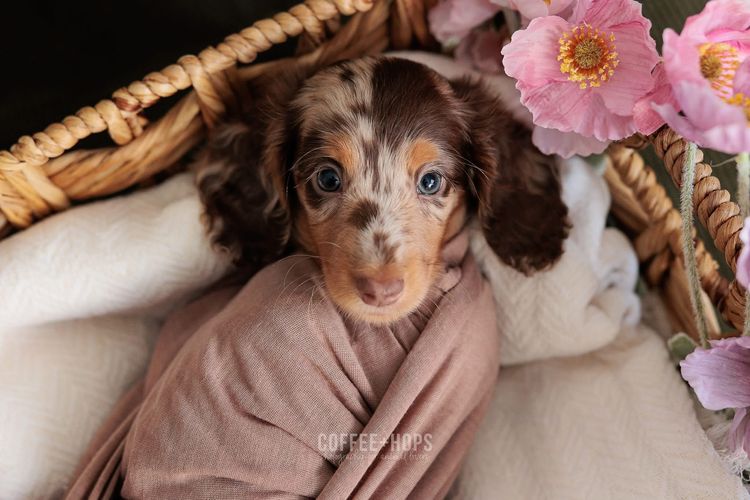 Sugar Paws Dachshunds