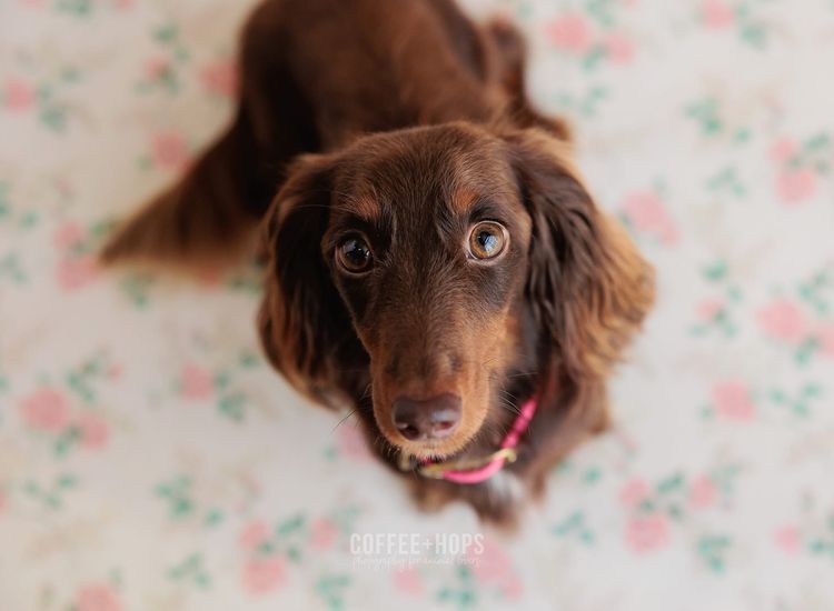 Sugar Paws Dachshunds