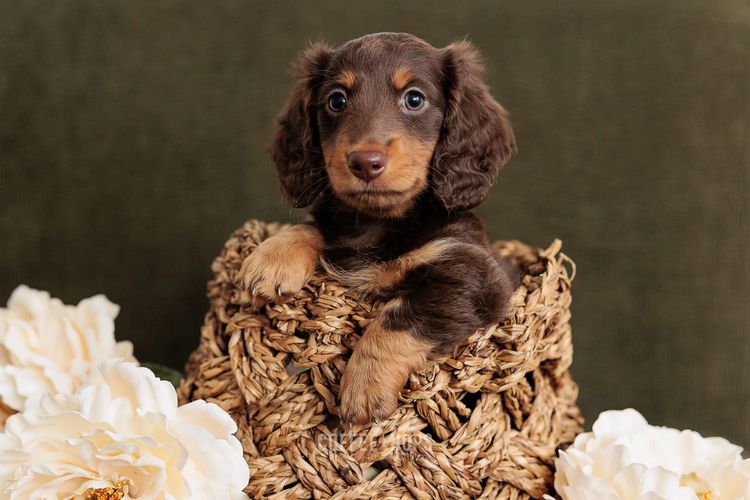 Sugar Paws Dachshunds