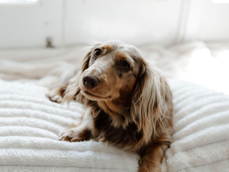 Sugar Paws Dachshunds