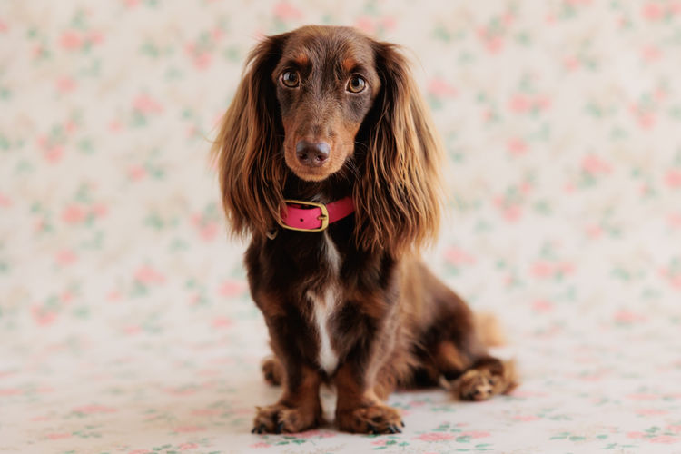 Sugar Paws Dachshunds