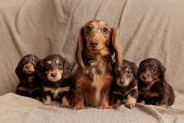 Sugar Paws Dachshunds