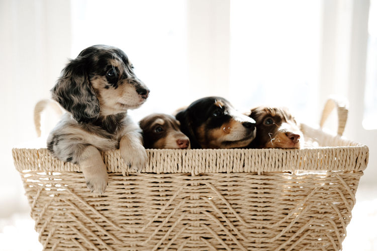 Sugar Paws Dachshunds