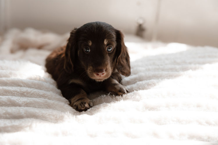 Sugar Paws Dachshunds