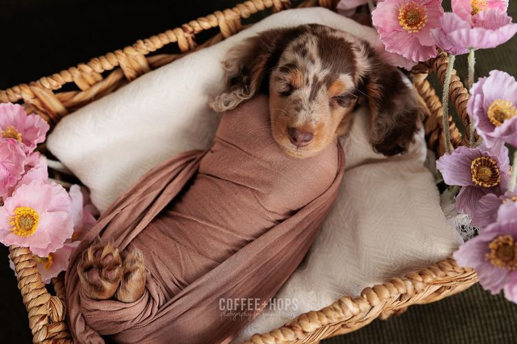 Sugar Paws Dachshunds