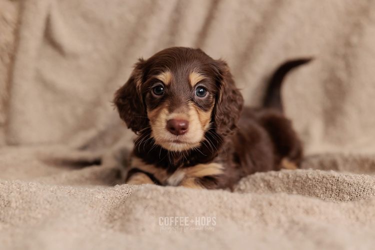 Sugar Paws Dachshunds