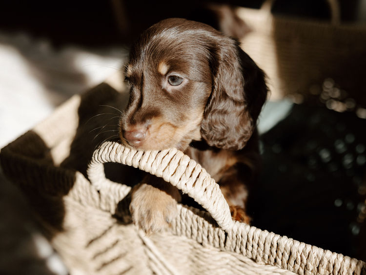 Sugar Paws Dachshunds