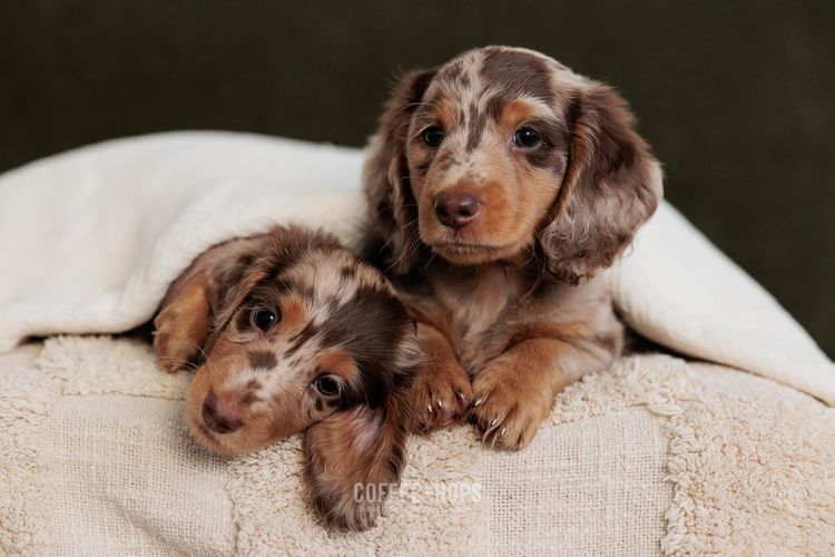 Sugar Paws Dachshunds