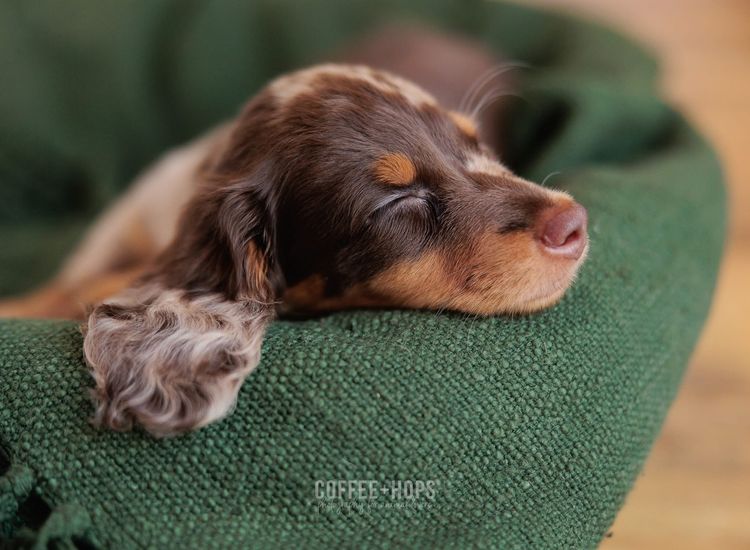 Sugar Paws Dachshunds