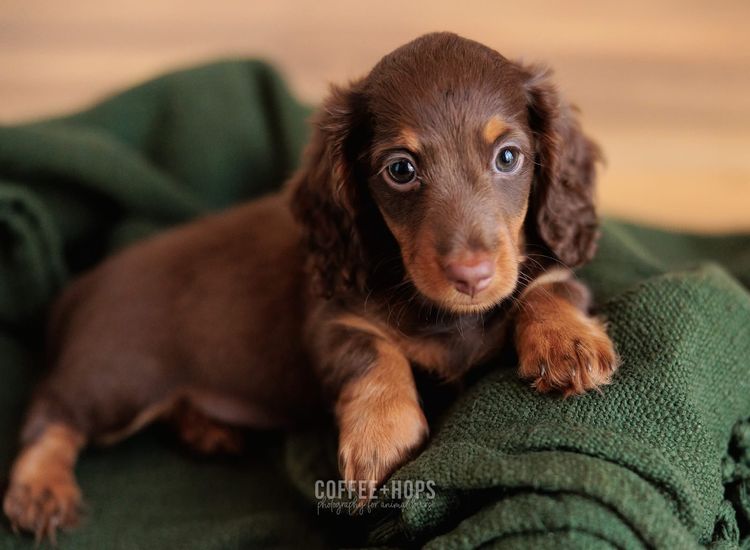 Sugar Paws Dachshunds