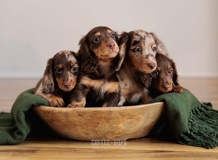 Sugar Paws Dachshunds