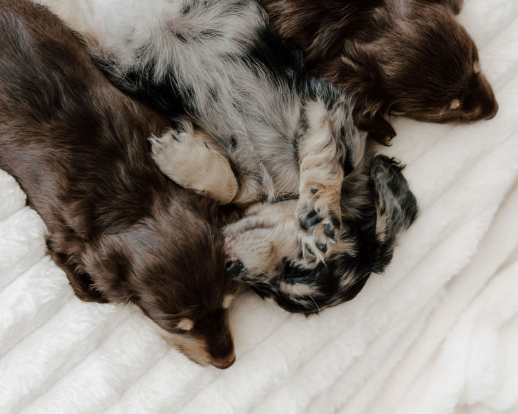 Sugar Paws Dachshunds
