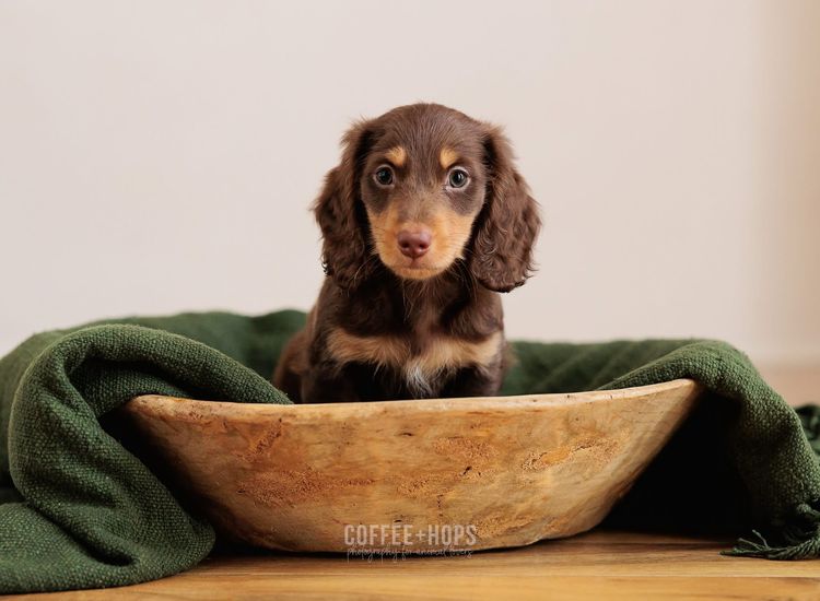 Sugar Paws Dachshunds