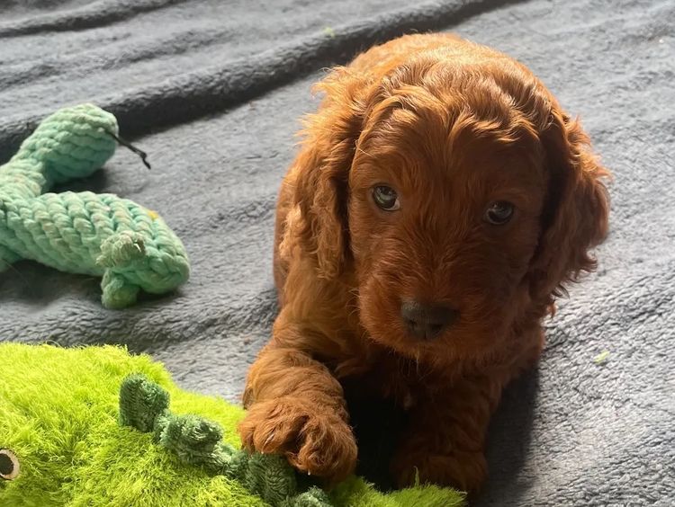Irish Oodles by Peggy — Where Love Begins