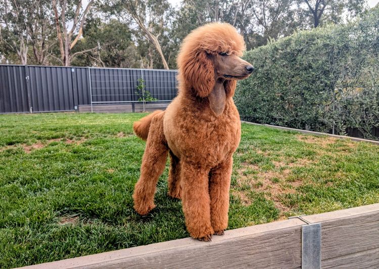 Zephira Standard Poodles