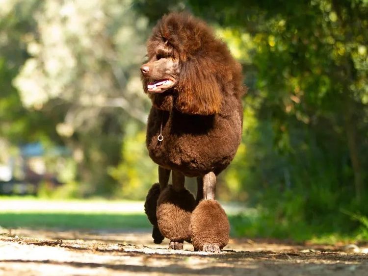 Zephira Standard Poodles