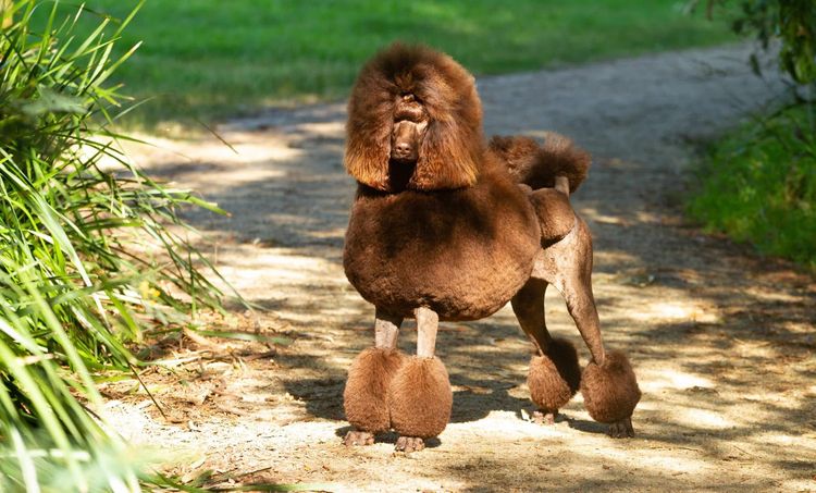 Zephira Standard Poodles