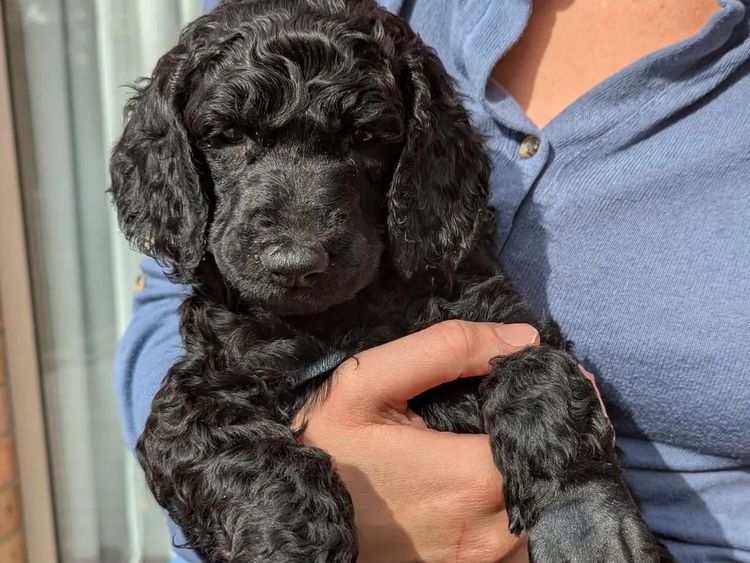 Zephira Standard Poodles