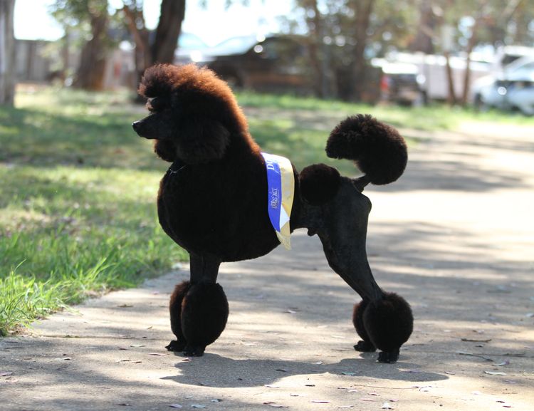Zephira Standard Poodles