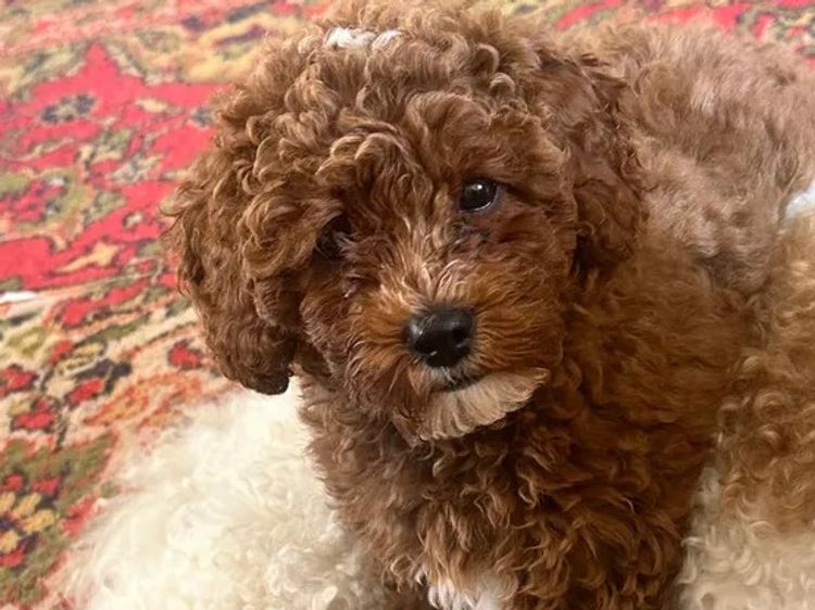 Oodles love - Cavoodles