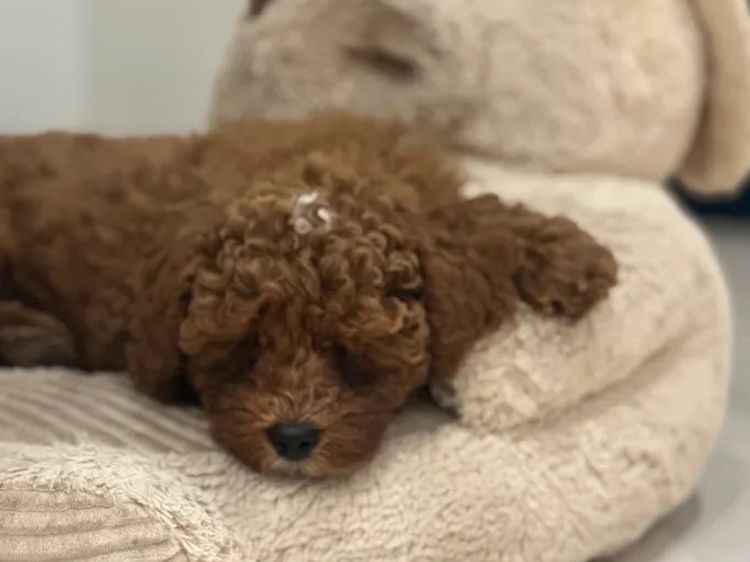 Oodles love - Cavoodles