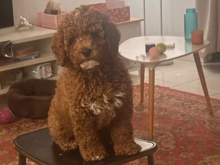 Oodles love - Cavoodles
