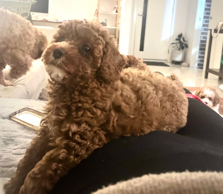Oodles love - Cavoodles