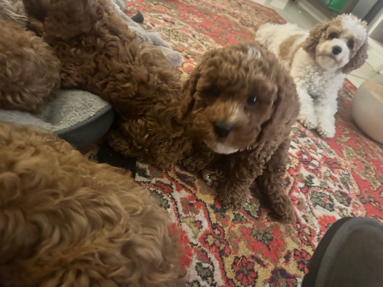 Oodles love - Cavoodles