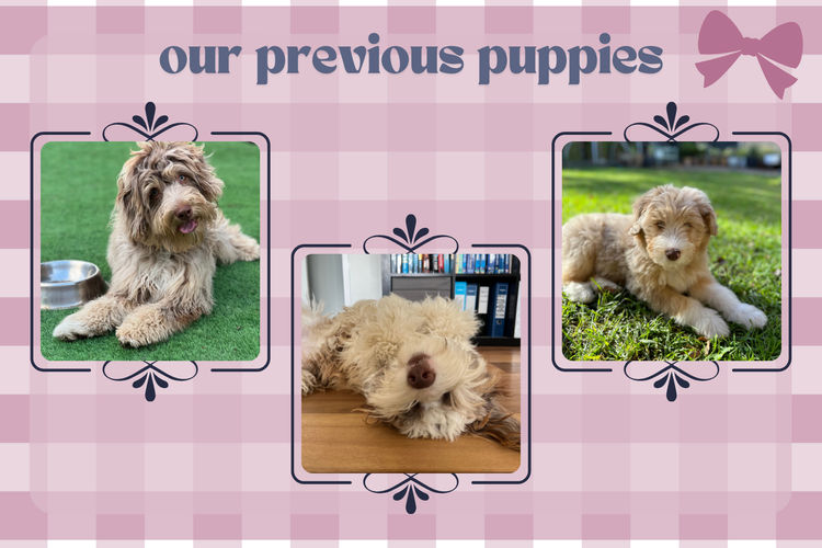 Bespoke Bordoodles of Australia