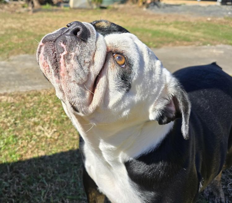 Prima Bulldogs