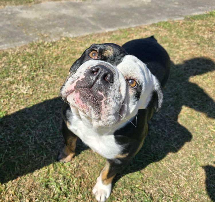 Prima Bulldogs