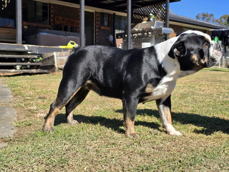 Prima Bulldogs