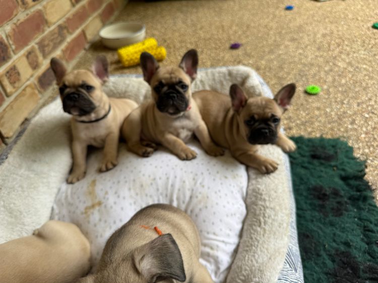 Chezfrench French Bulldogs